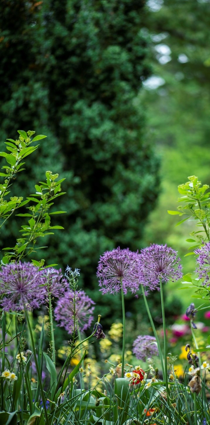 Garden narrow